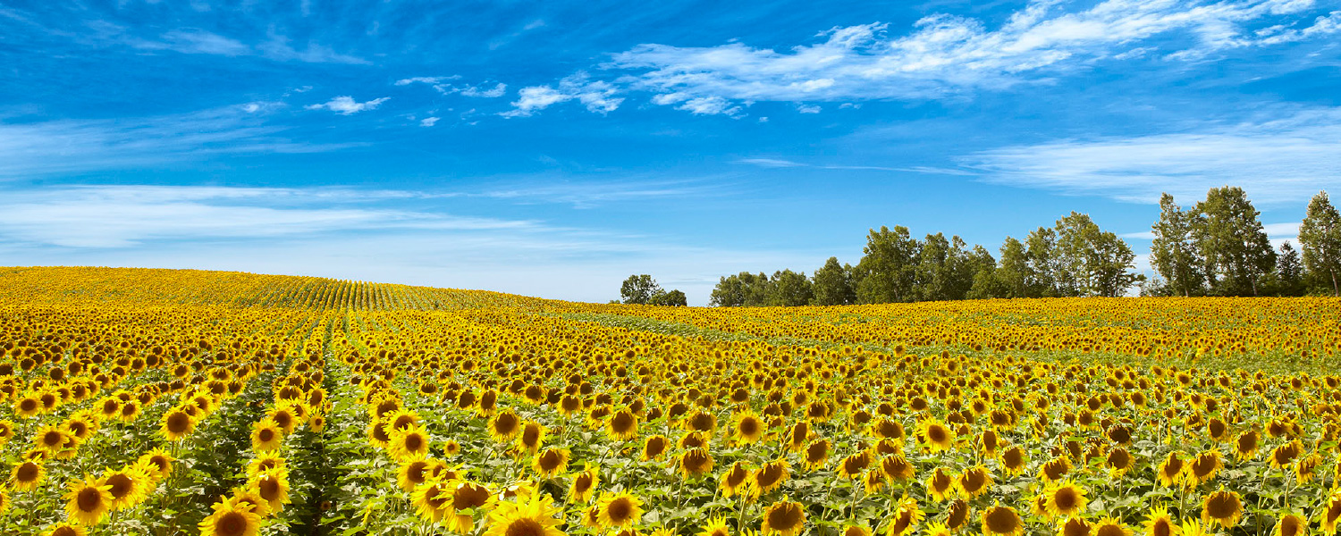 名寄のひまわり畑の風景